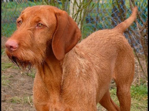 Vizsla Pelo duro
