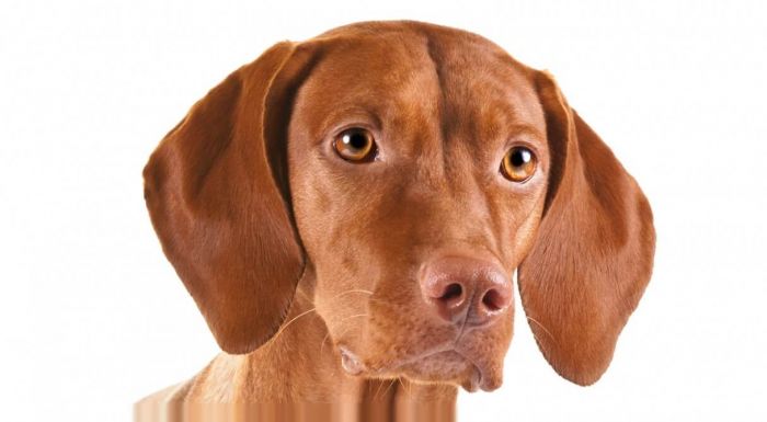 Vizla Pelo corto