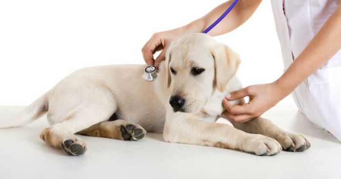 Babesiosis canina