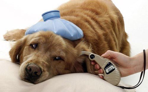 Dirofilariasis canina