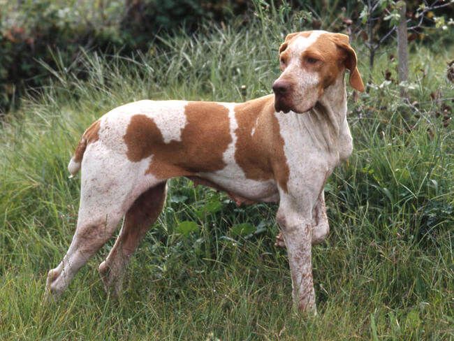 Ariege Pointer