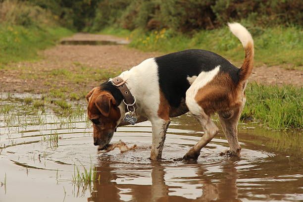 Leptospirosis