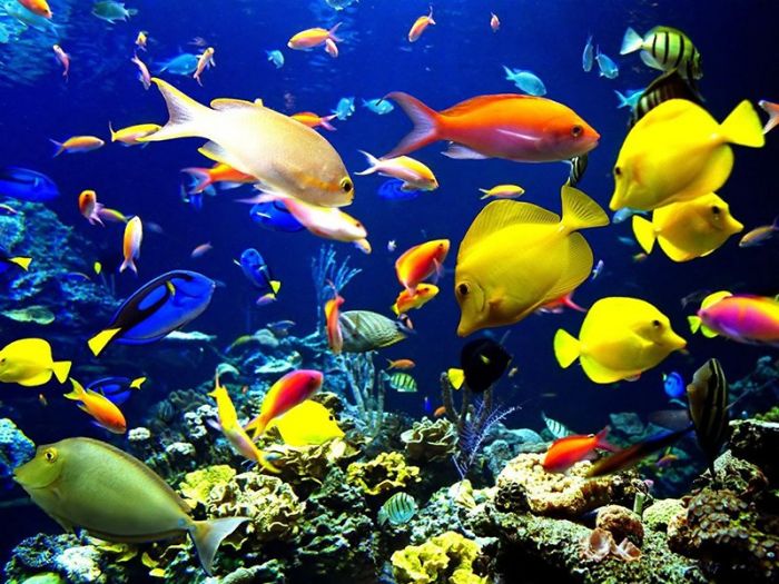 Instalación rápida de un acuario