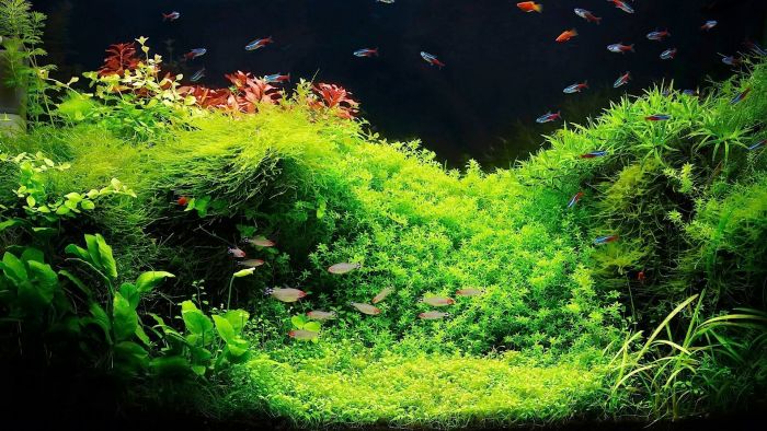 Plantas