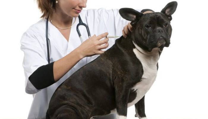 Coranovorosis canina