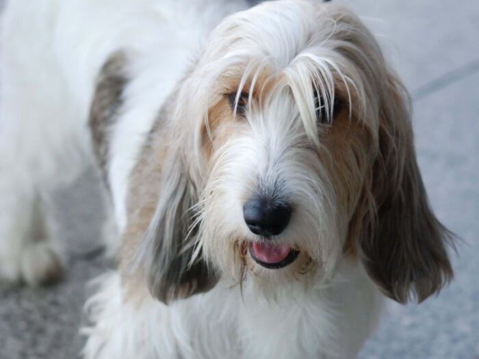 Pequeño basset grifón Vendeano