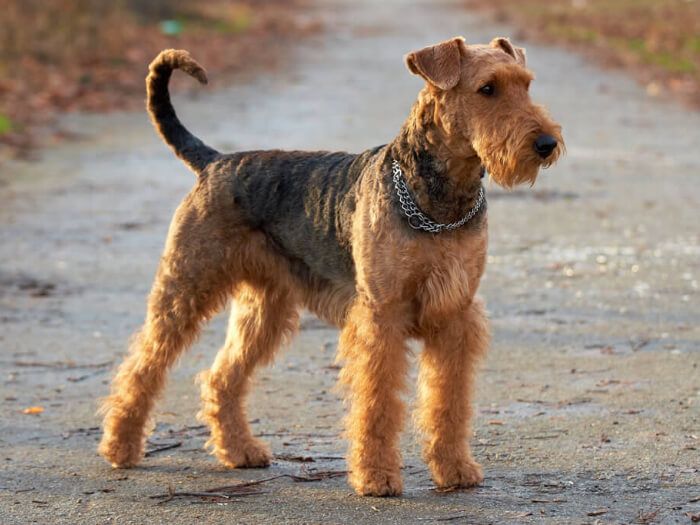 Airedale Terrier