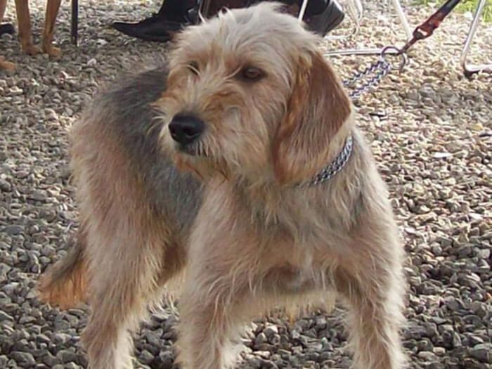 Sabueso de Bosnia de pelo cerdoso