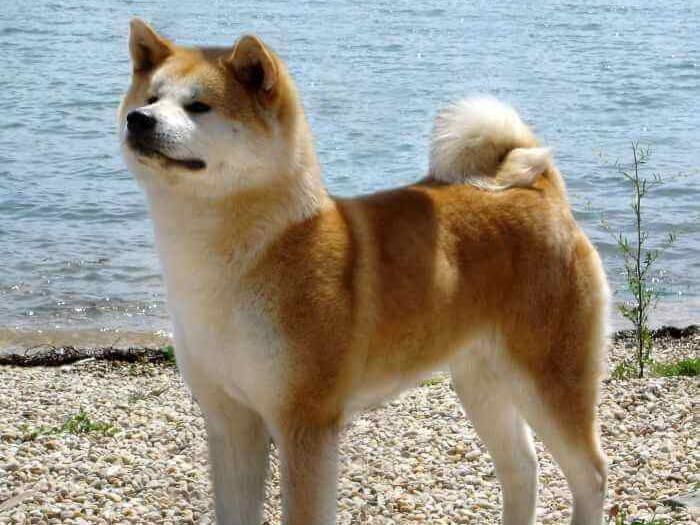 Akita