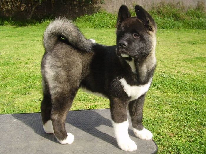Akita Americano