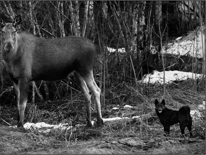 Cazador de alces noruego negro