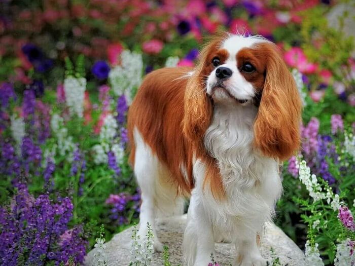 Cavalier King Charles Spaniel