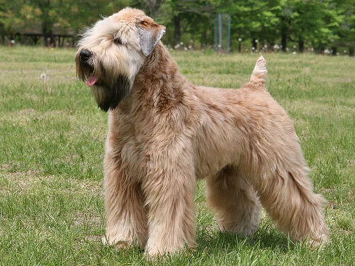 Wheaten Terrier Irlandés