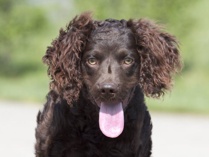 Water Spaniel Americano
