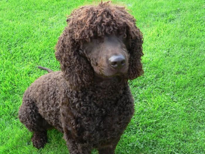 Water Spaniel Irlandés