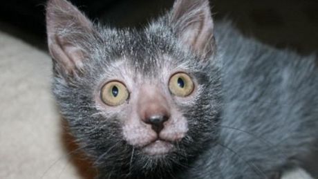 Gato Levkoy