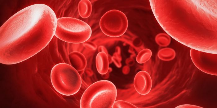 Anemia en perros