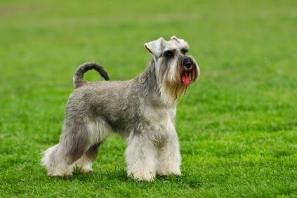 Síndrome (Schnauzer)