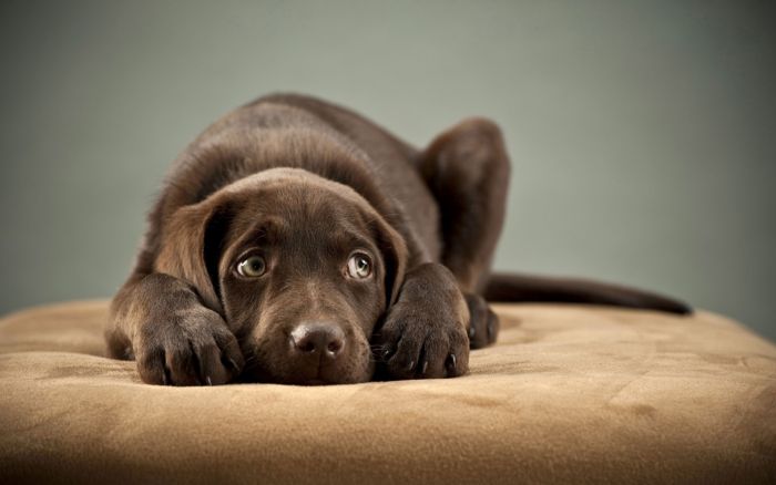 Parvovirosis canina