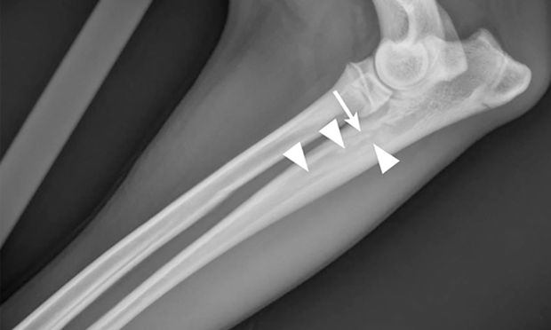 Panosteitis