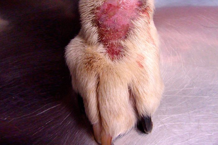 Pioderma