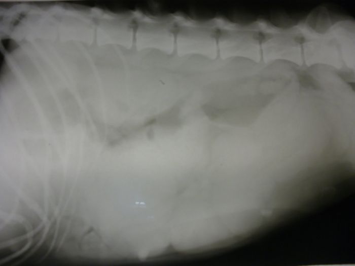 Piometría