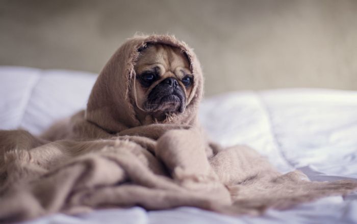 Cistitis canina