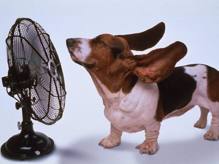 Golpe de calor