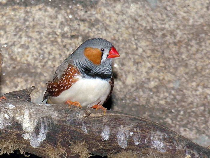 Diamante Cebra