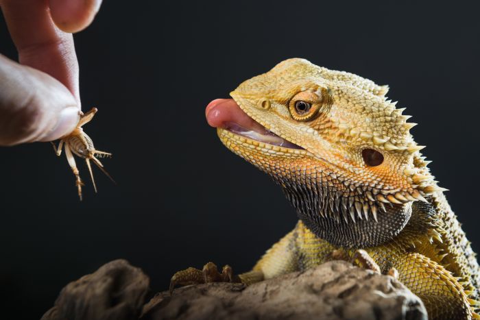 Dragon Barbudo