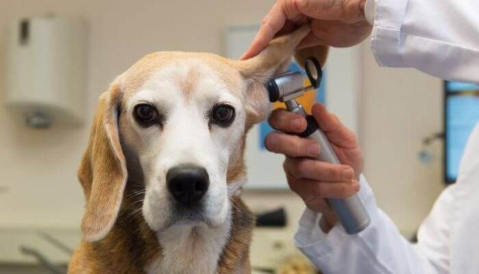 Otitis