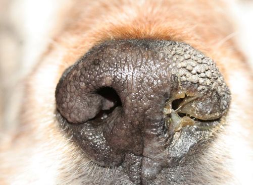 Distemper – Moquillo canino