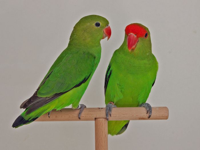 Inseparable de Abisinia