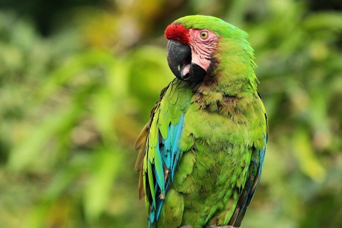 Guacamayo Militar