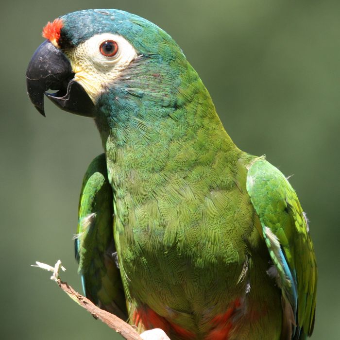 Ara Maracaná