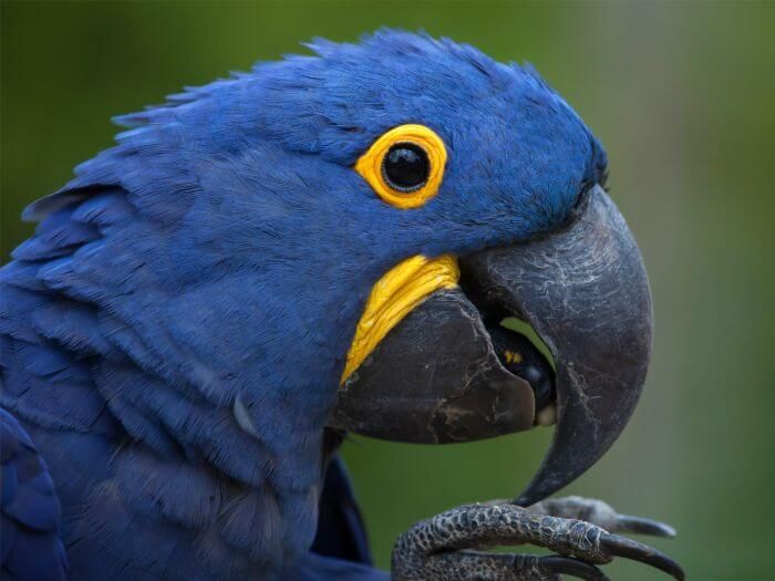 Macaw