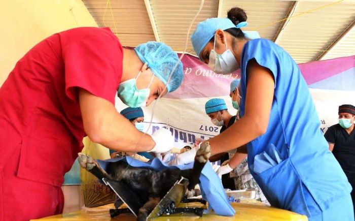 Castración o Esterilización