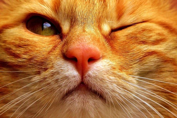 Conjuntivitis felina