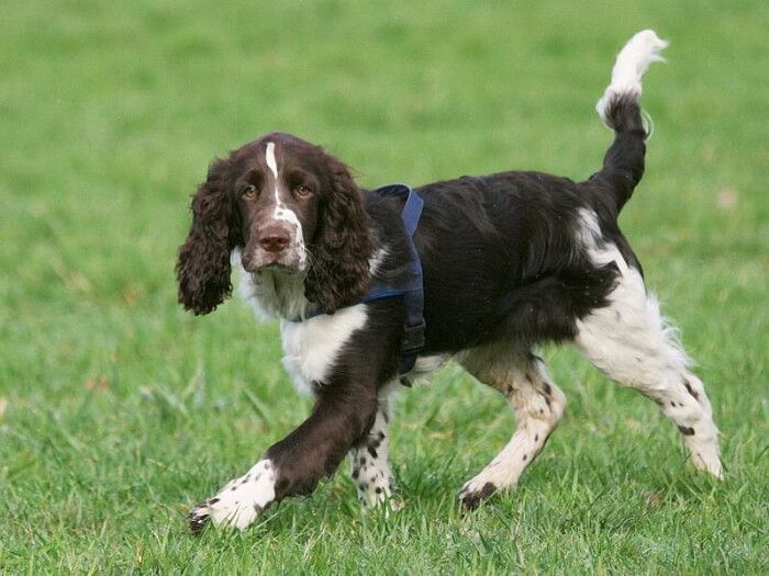 Springer Spaniel inglés
