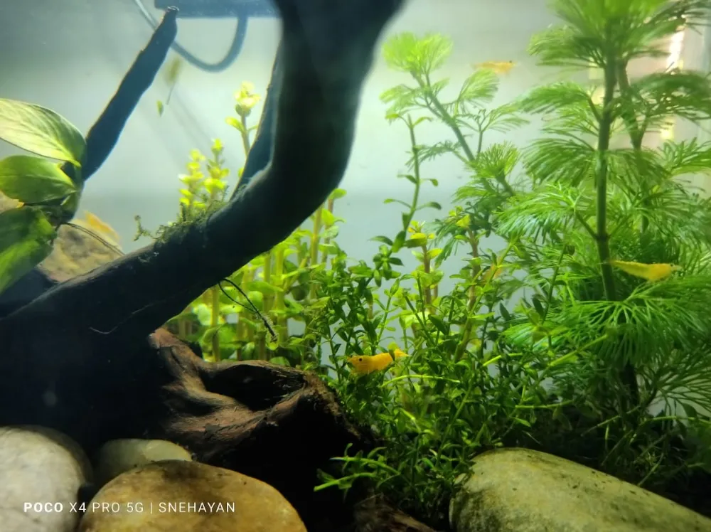 El ciclado del acuario (ciclo del nitrógeno)