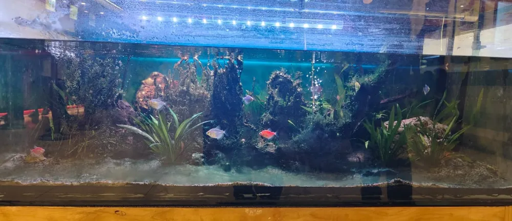 Cómo elegir un acuario