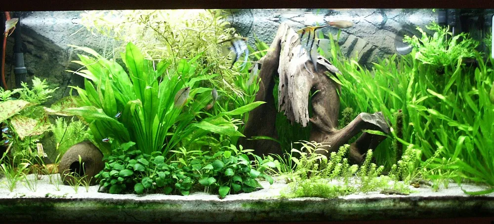Cómo instalar un acuario paso a paso