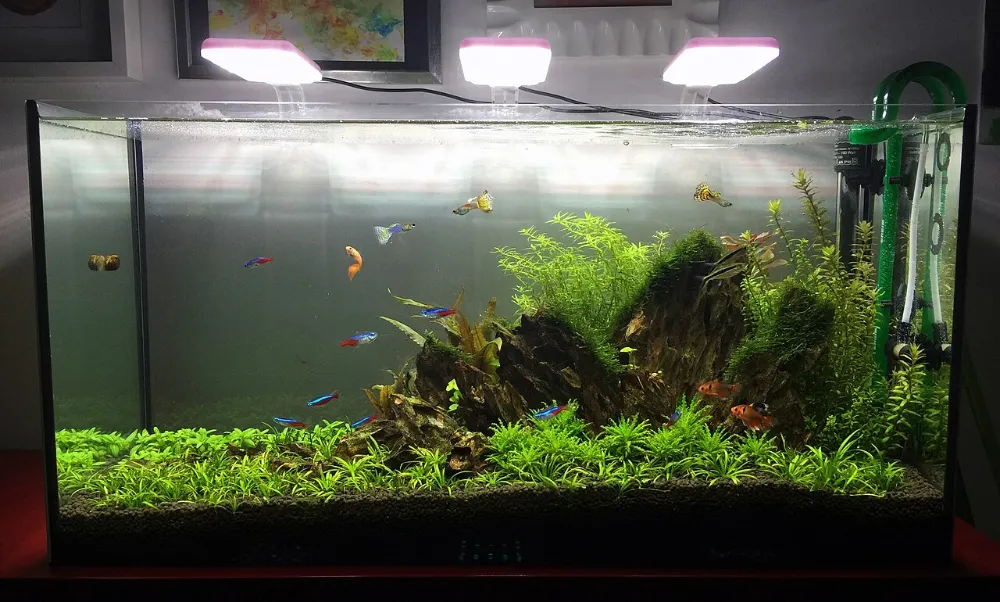 Iluminación del acuario