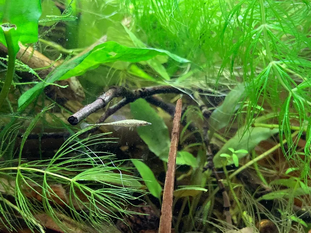 Mantenimiento del acuario