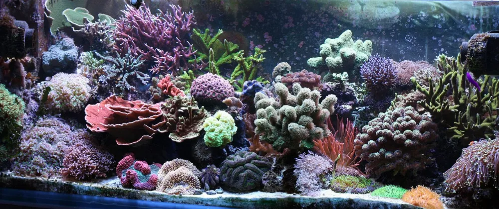 Cómo empezar un acuario marino