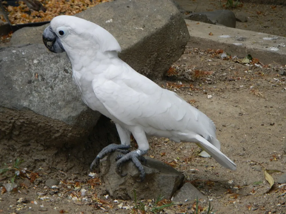 Cacatúa blanca