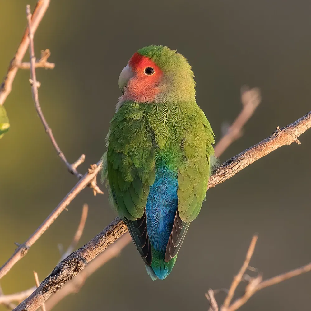 Alimentación de las aves de compañía