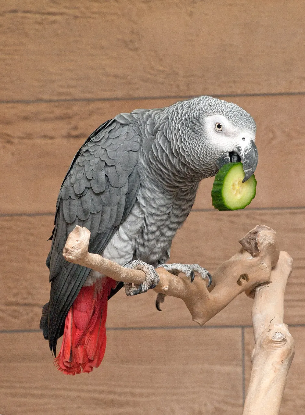 Salud de las aves: señales de alerta