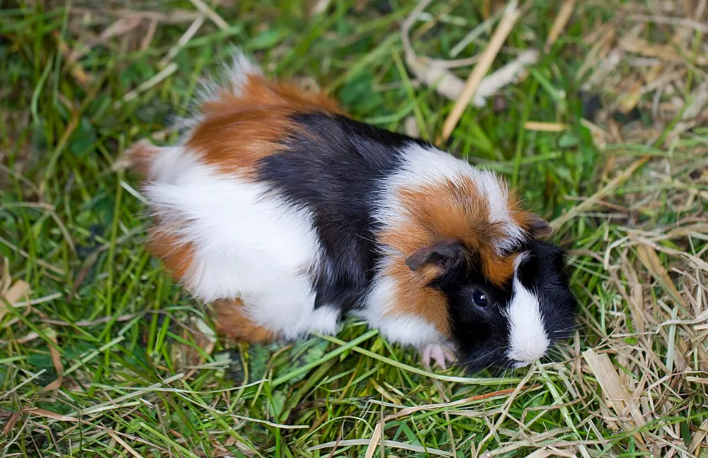 Cobaya