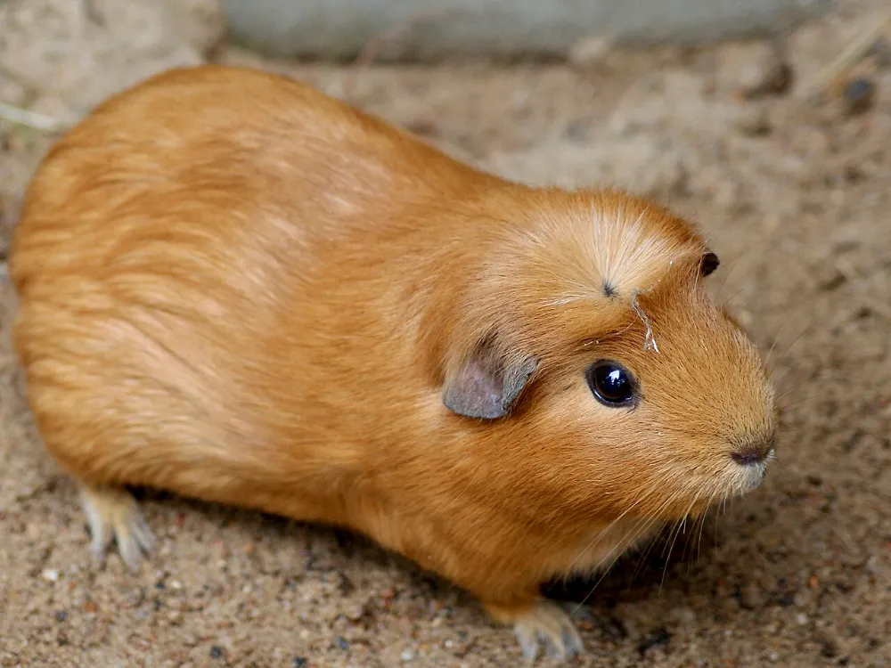 Cobaya (otra foto)